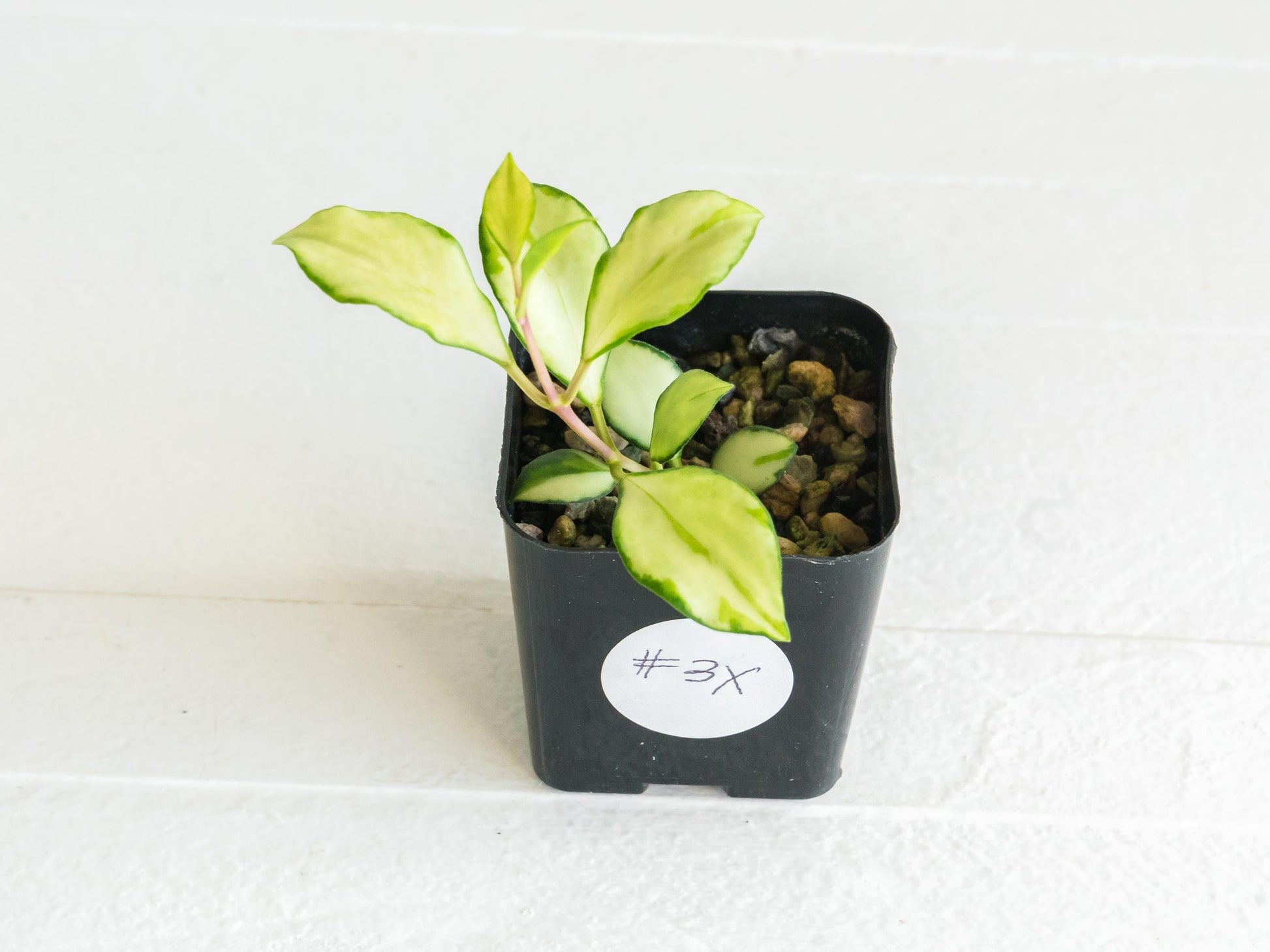 Hoya heuschkeliana (Inner Variegated)| 2-Inch