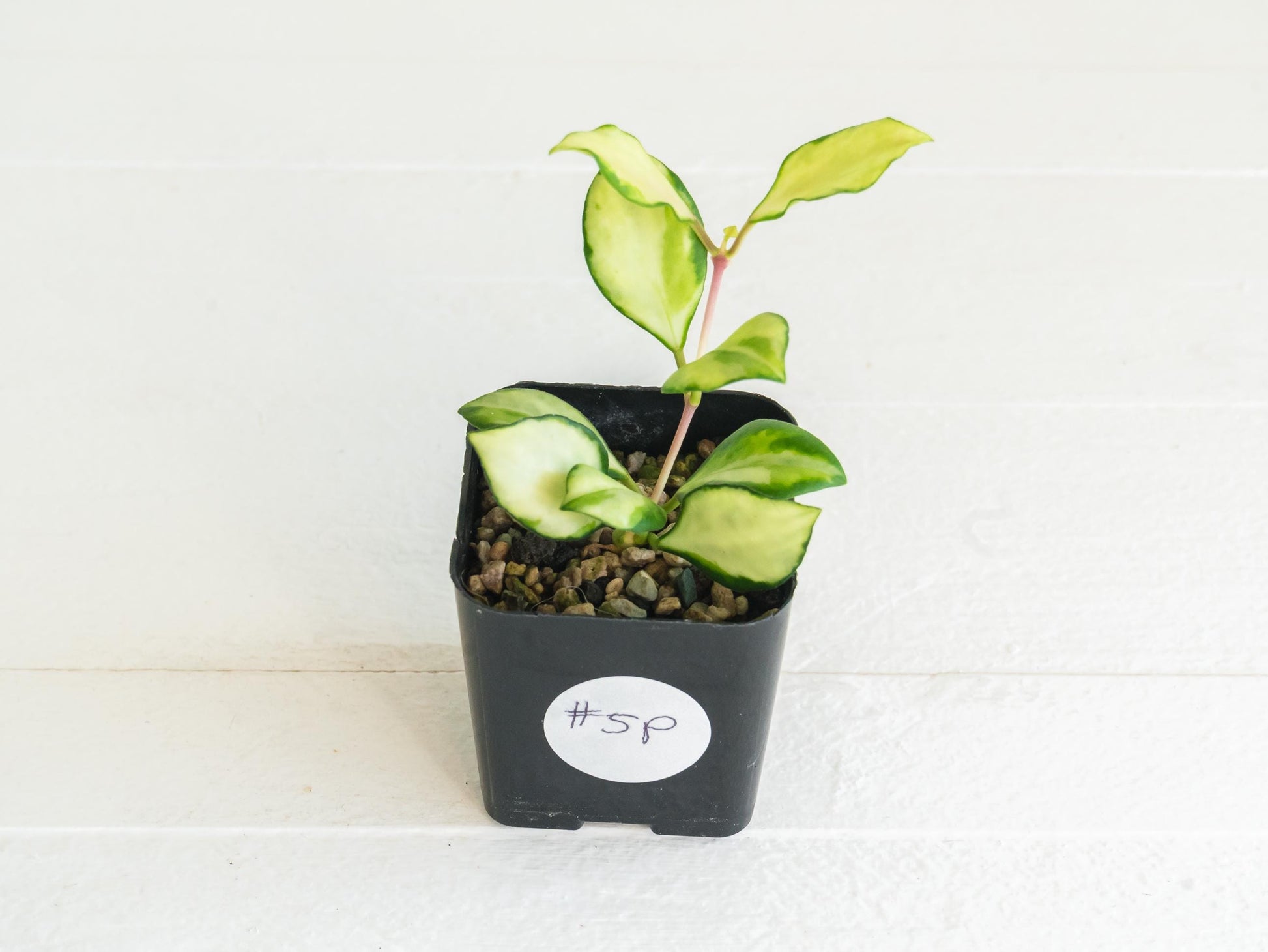 Hoya heuschkeliana (Inner Variegated)| 2-Inch