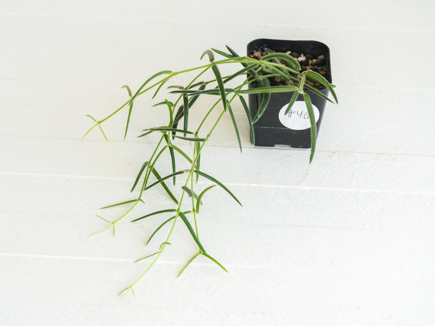 Hoya linearis | 2-Inch