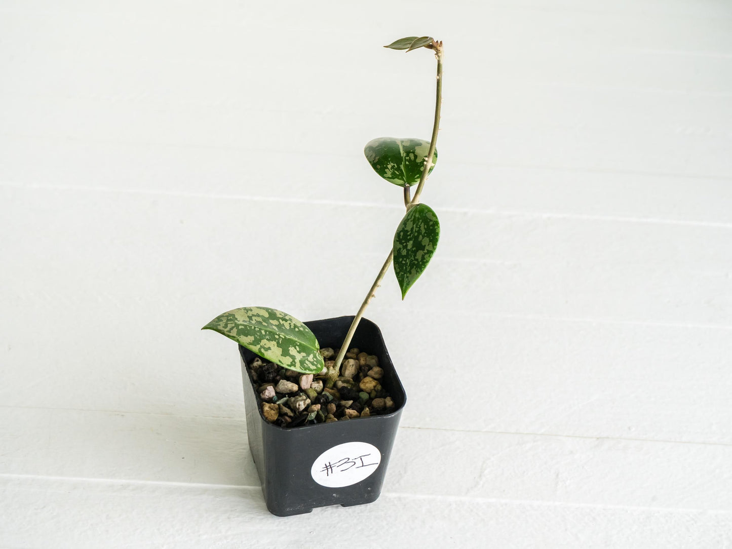 Hoya verticillata (EPC-997) | 2-Inch