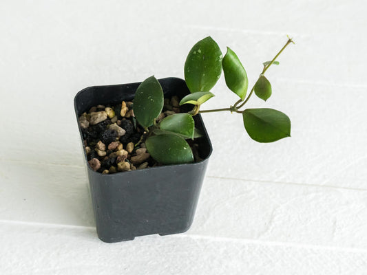 Hoya peltata | 2-Inch