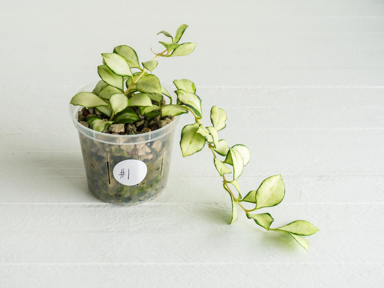 Hoya heuschkeliana (Inner Variegated) | 3-Inch