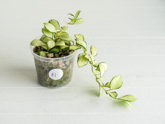 Hoya heuschkeliana (Inner Variegated) | 3-Inch