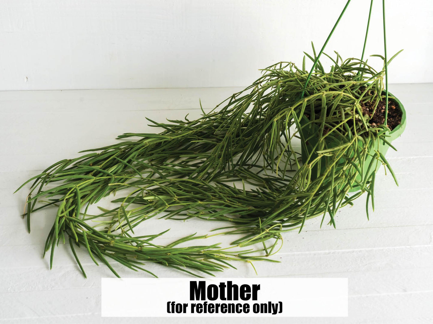 Hoya linearis | 2-Inch