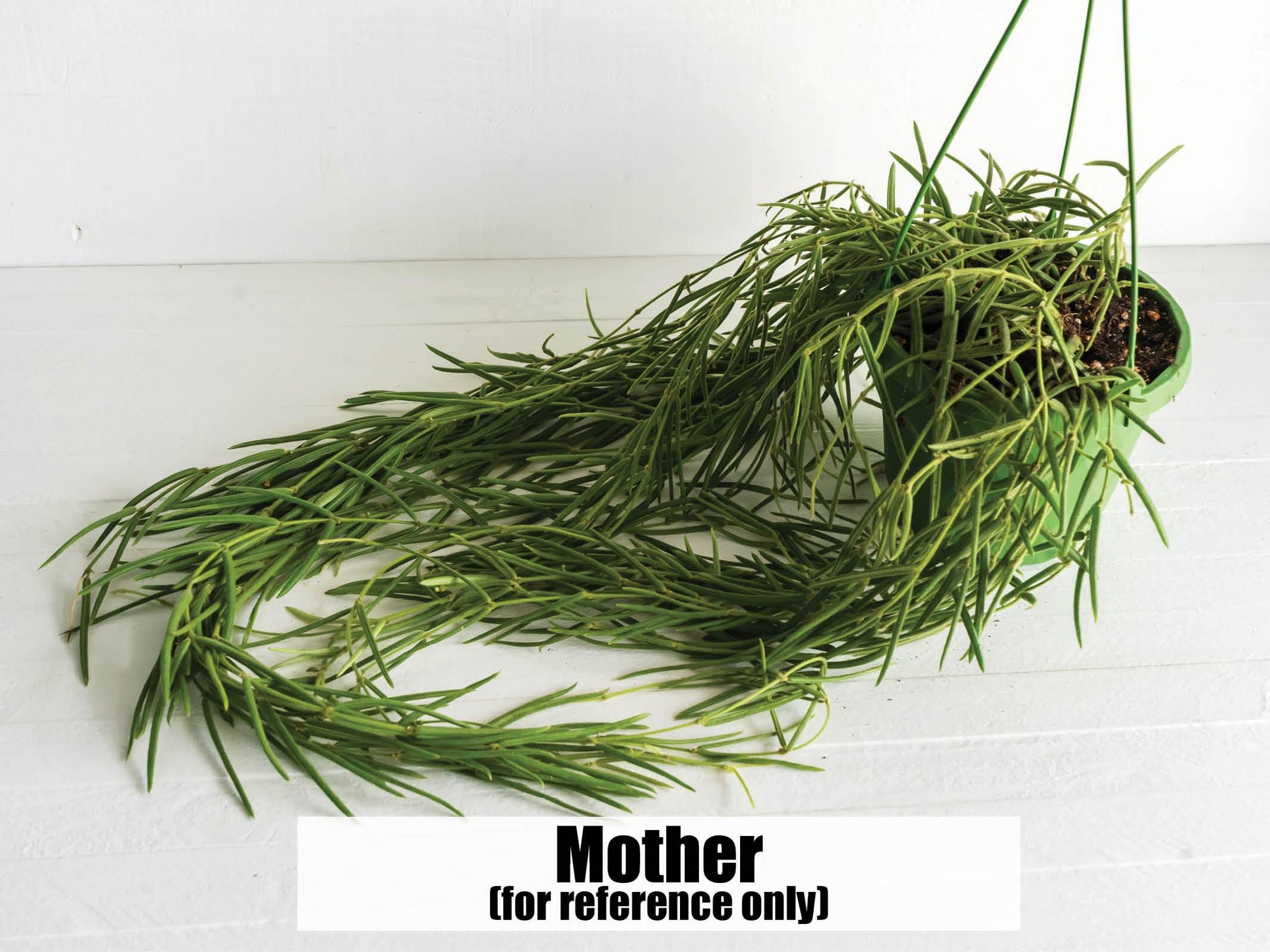 Hoya linearis | 2-Inch