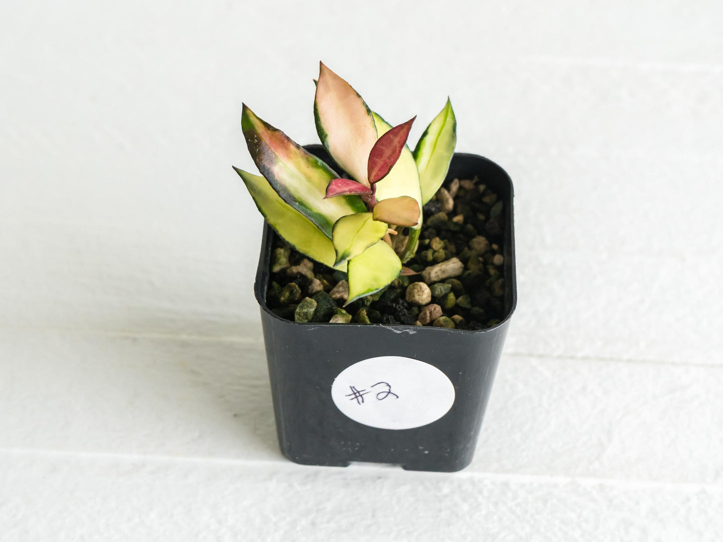 Hoya lacunosa 'Souma' | 2-Inch