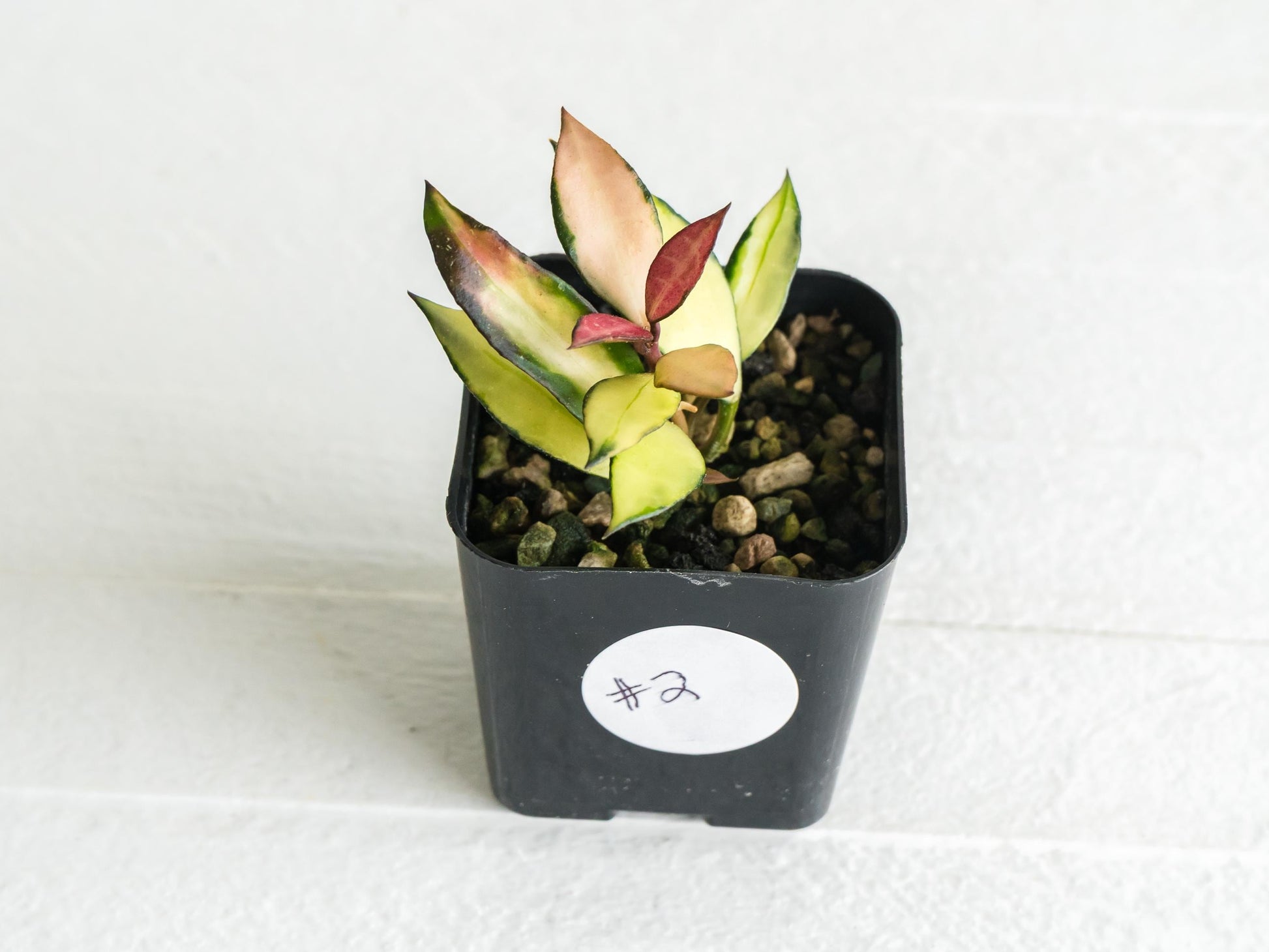 Hoya lacunosa 'Souma' | 2-Inch