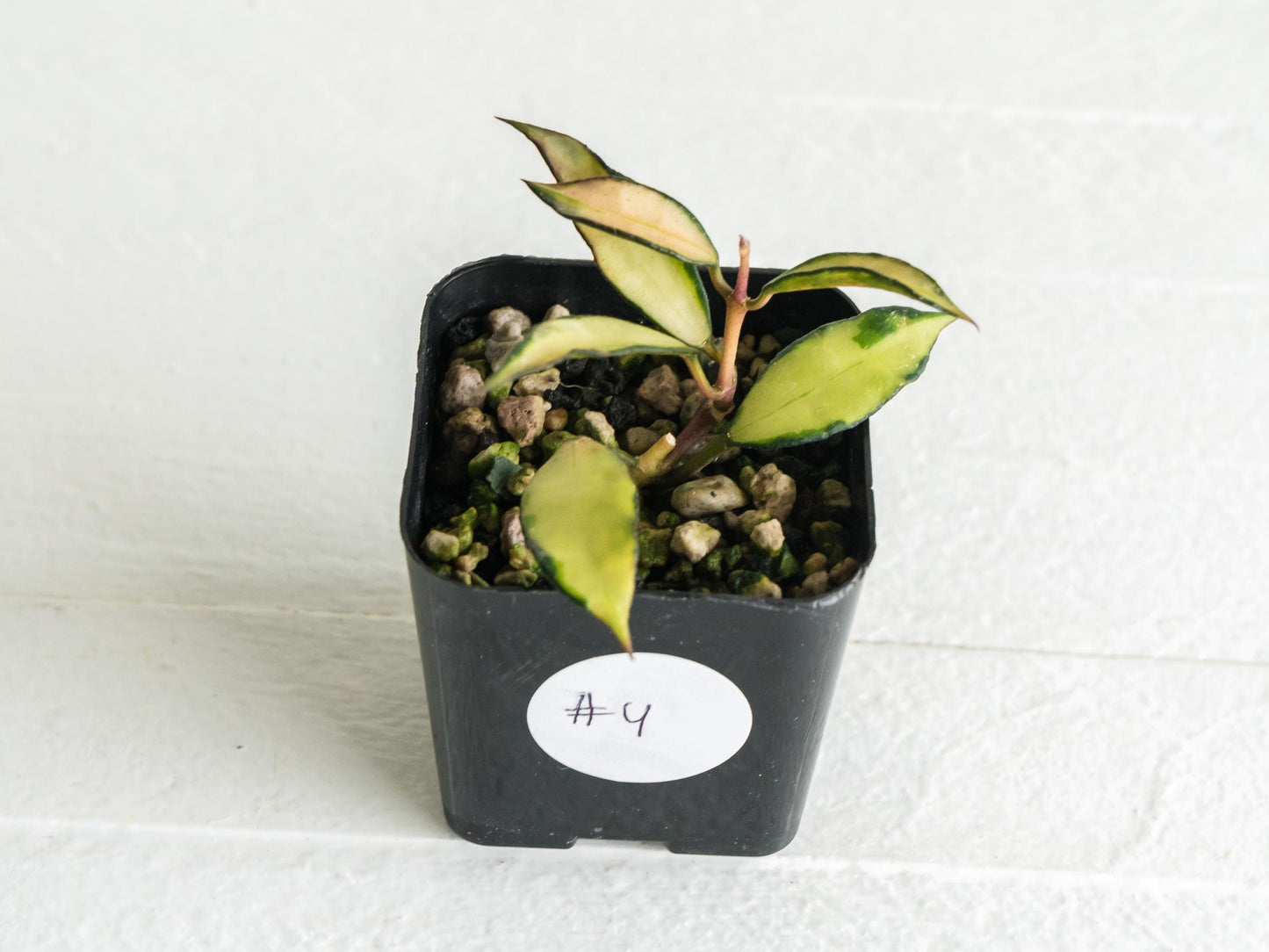 Hoya lacunosa 'Souma' | 2-Inch