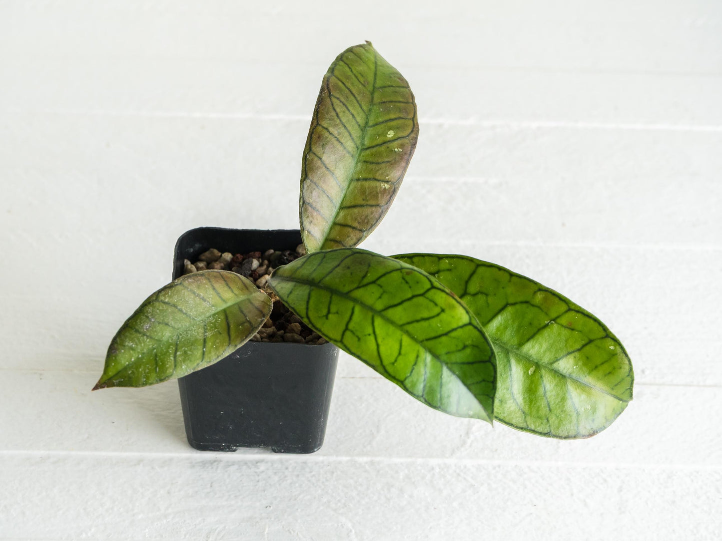 Hoya gunung gading | 2-Inch