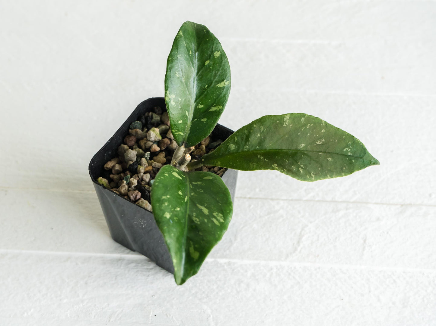 Hoya Gunung Leuser 'Monohara' | 2-Inch
