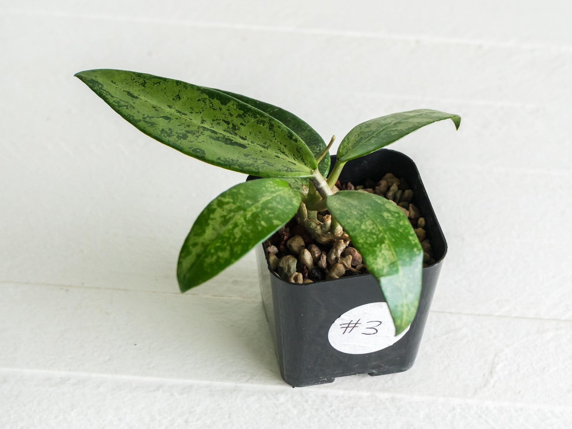 Hoya 'Rime' (Splash) | 2-Inch