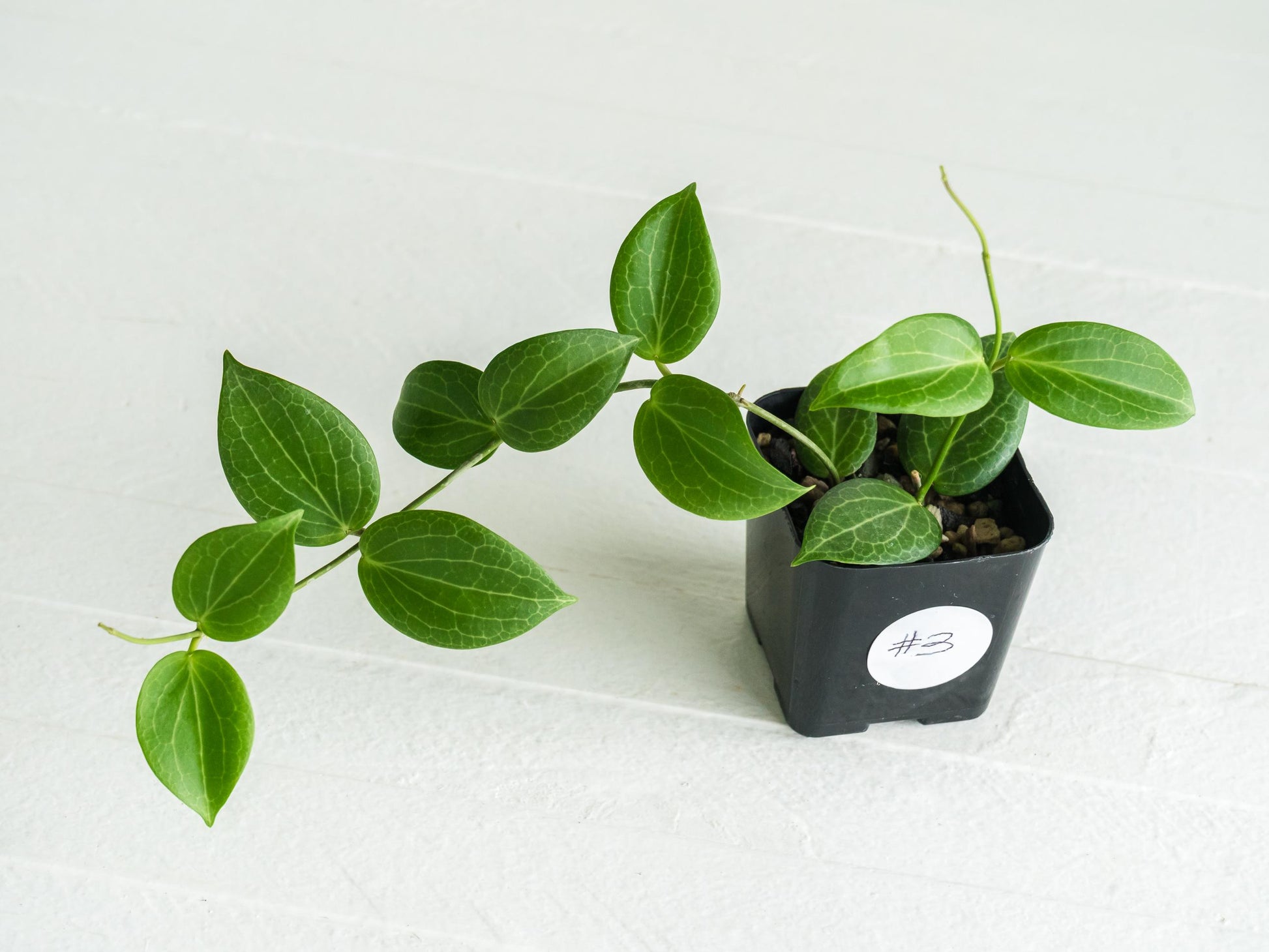 Hoya fitchii (Orange Flower) | 2-Inch