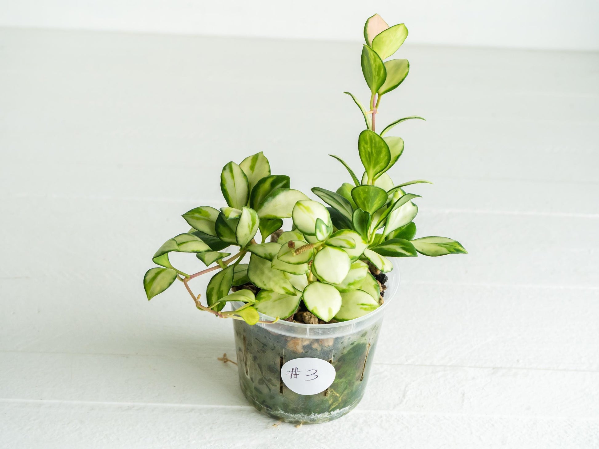 Hoya heuschkeliana (Inner Variegated) | 3-Inch