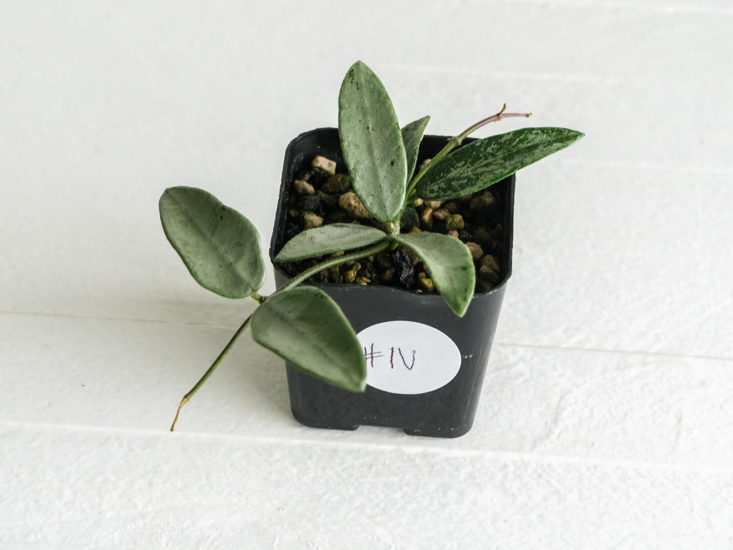 Hoya lima (Silver) | 2-Inch