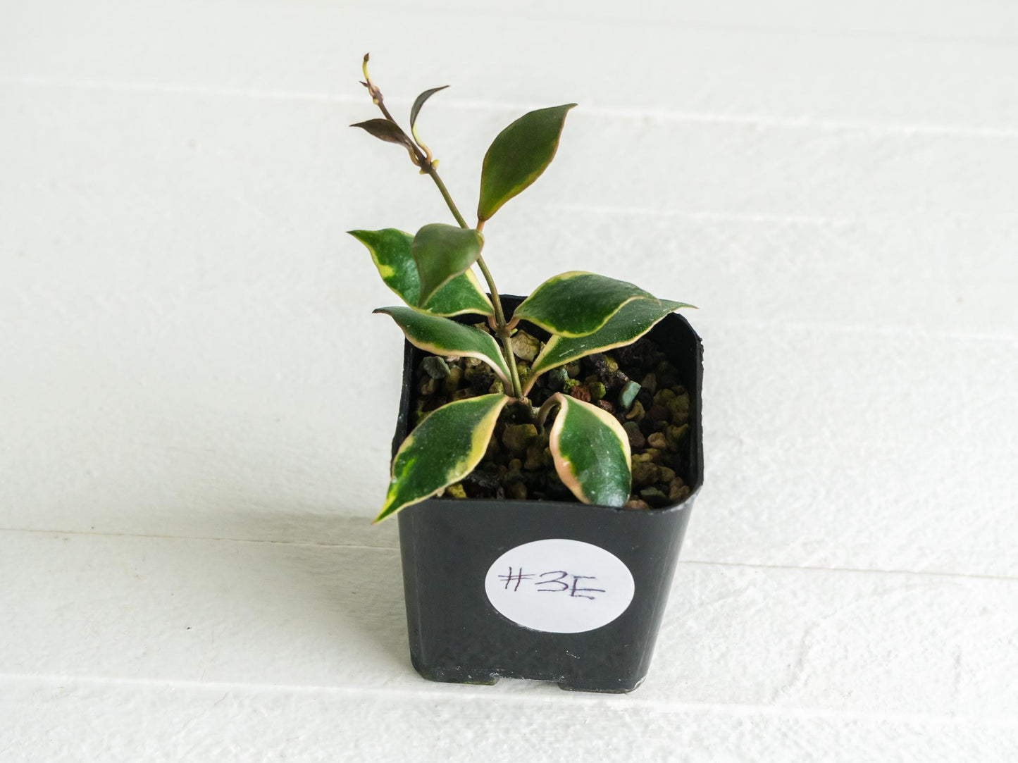 Hoya bakoensis (Outer Variegated - Albo) | 2-Inch