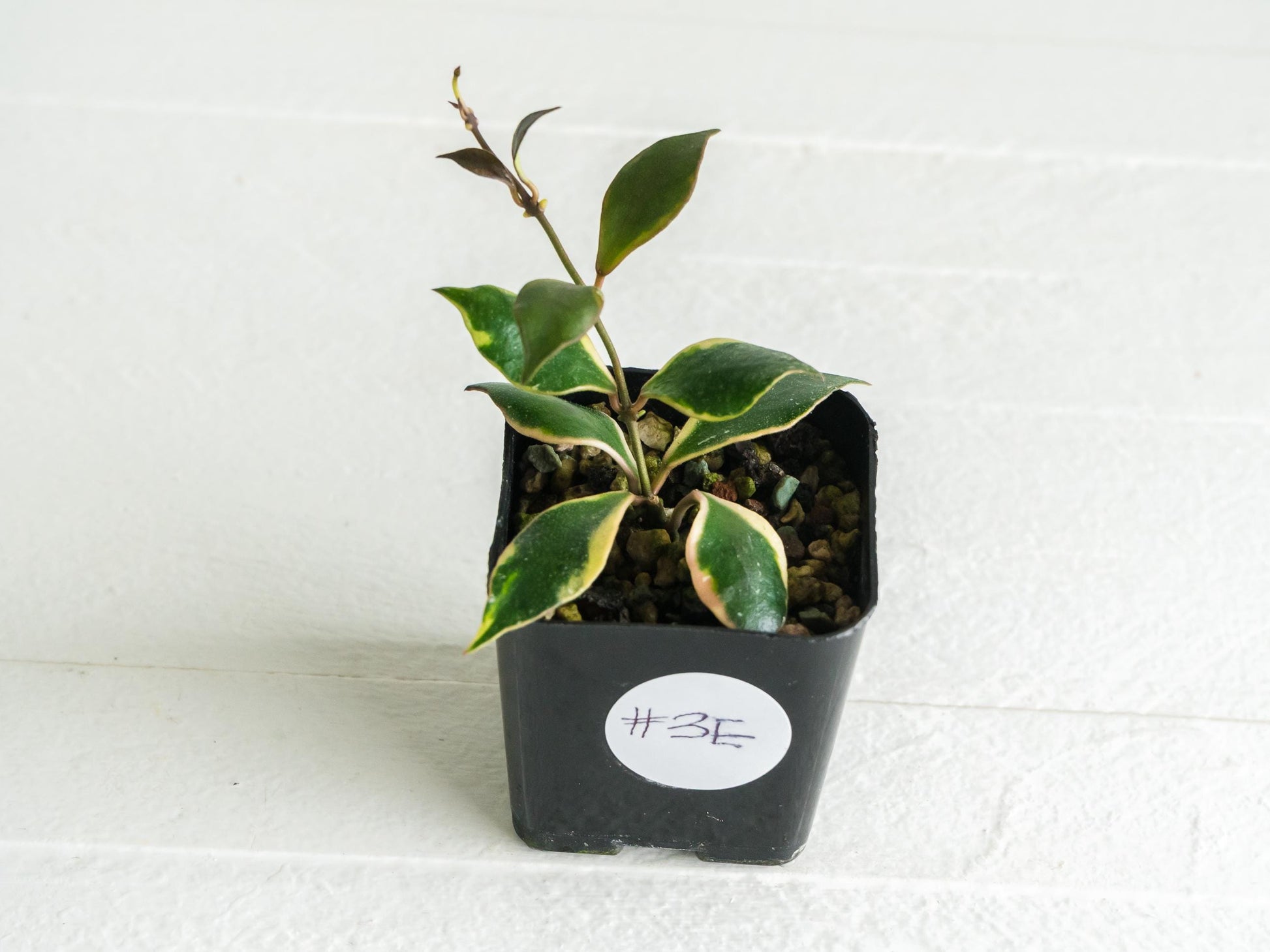 Hoya bakoensis (Outer Variegated - Albo) | 2-Inch