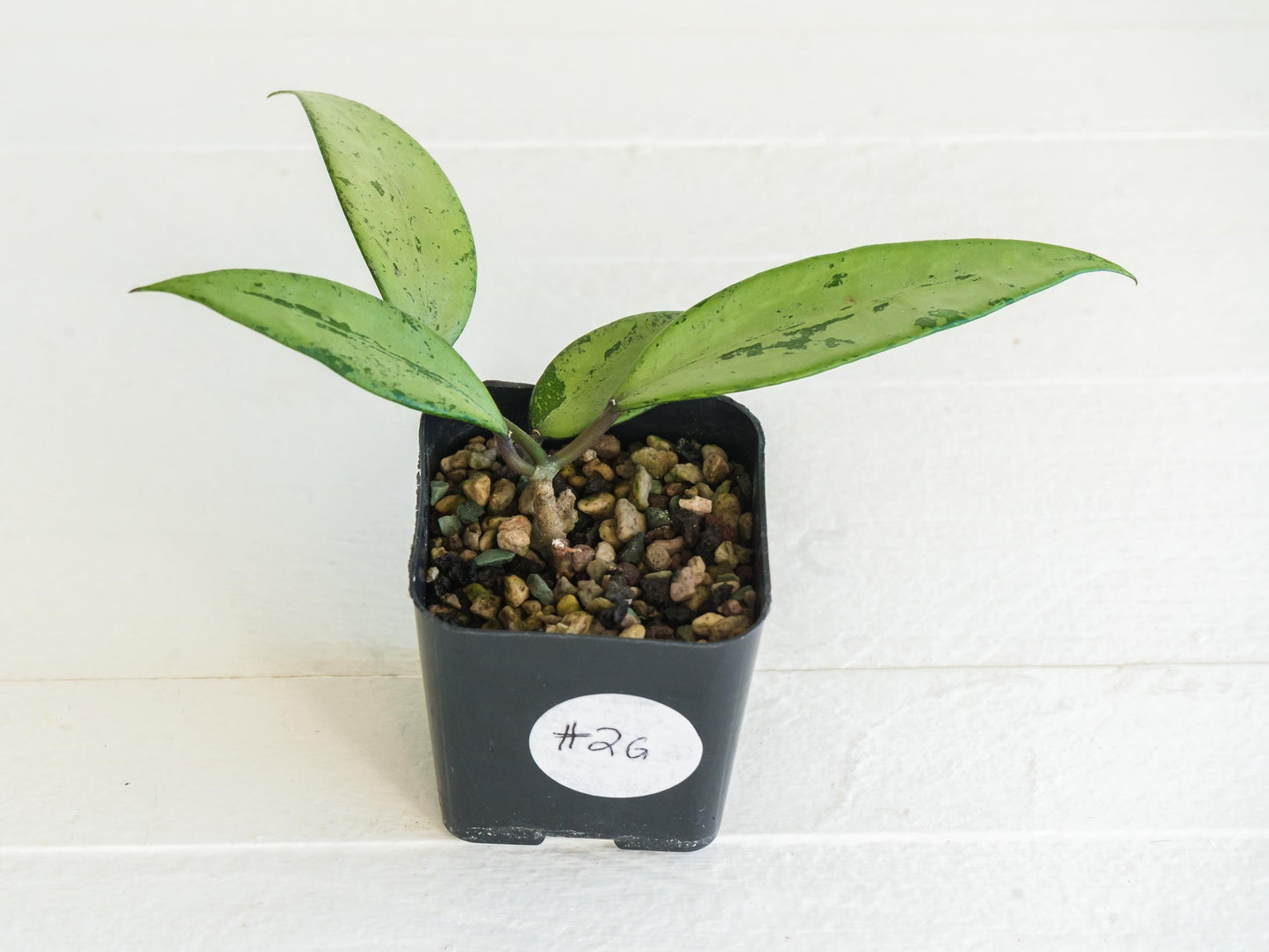 Hoya 'Snow Cui' (Silver) | 2-Inch