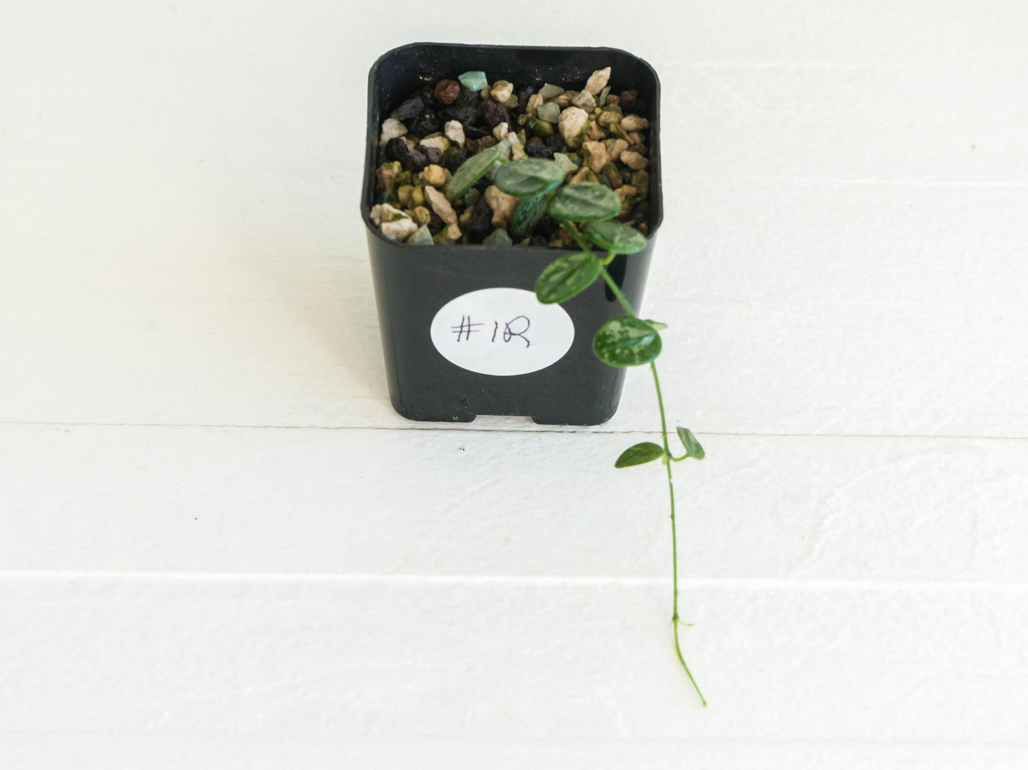 Hoya serpens (Splash) | 2-Inch