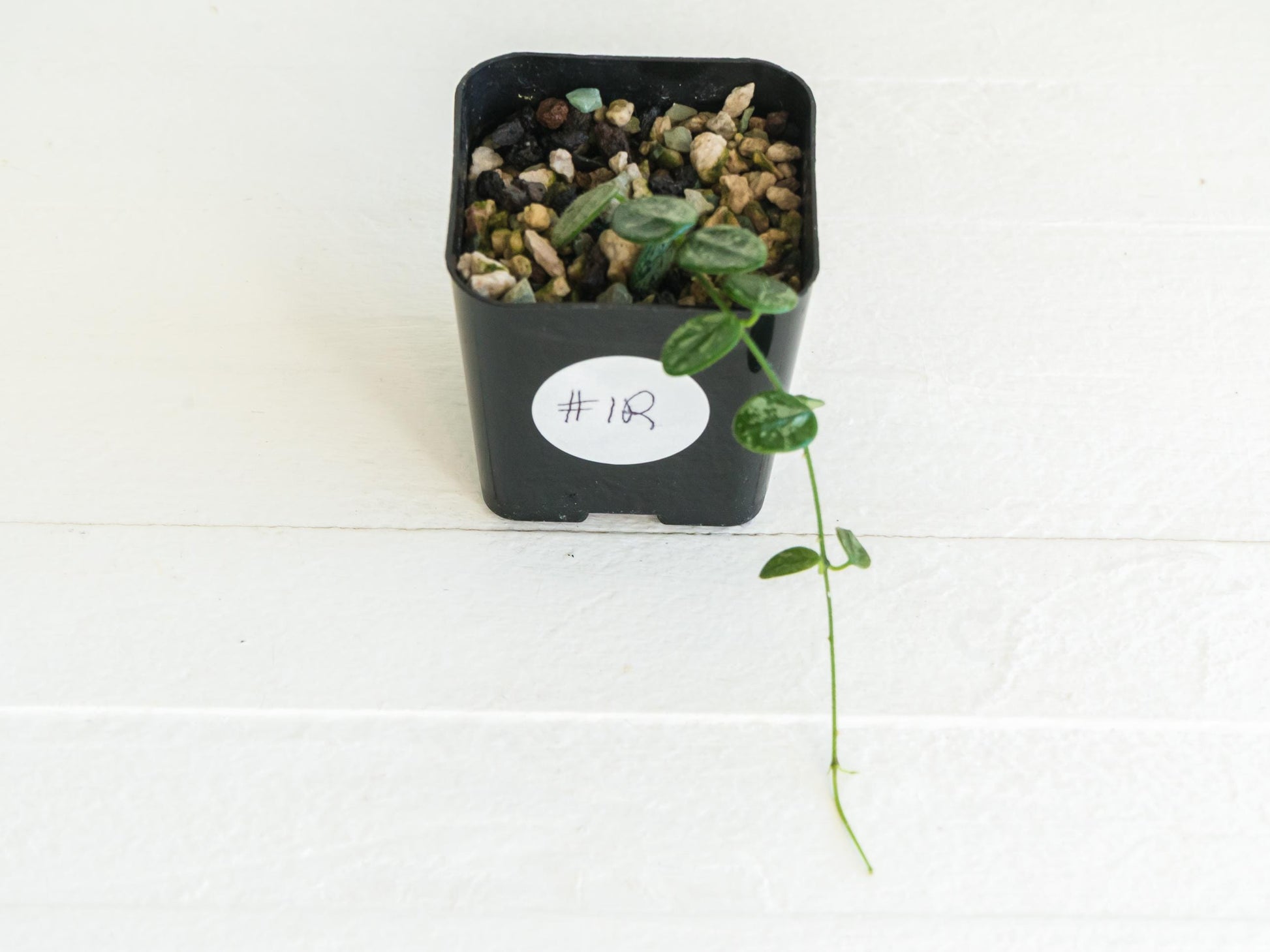 Hoya serpens (Splash) | 2-Inch