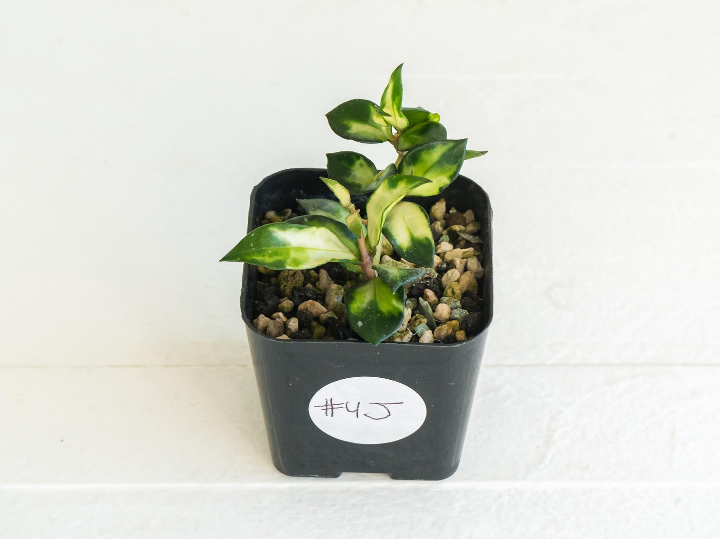 Hoya lacunosa 'Tricolor Bruno' | 2-Inch