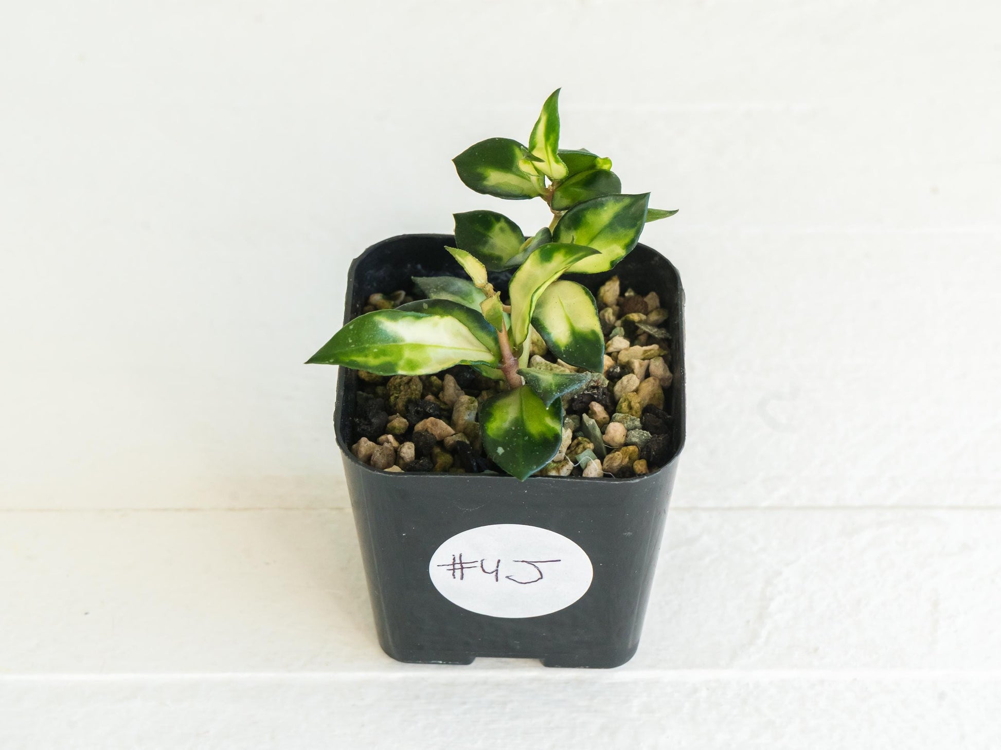 Hoya lacunosa 'Tricolor Bruno' | 2-Inch