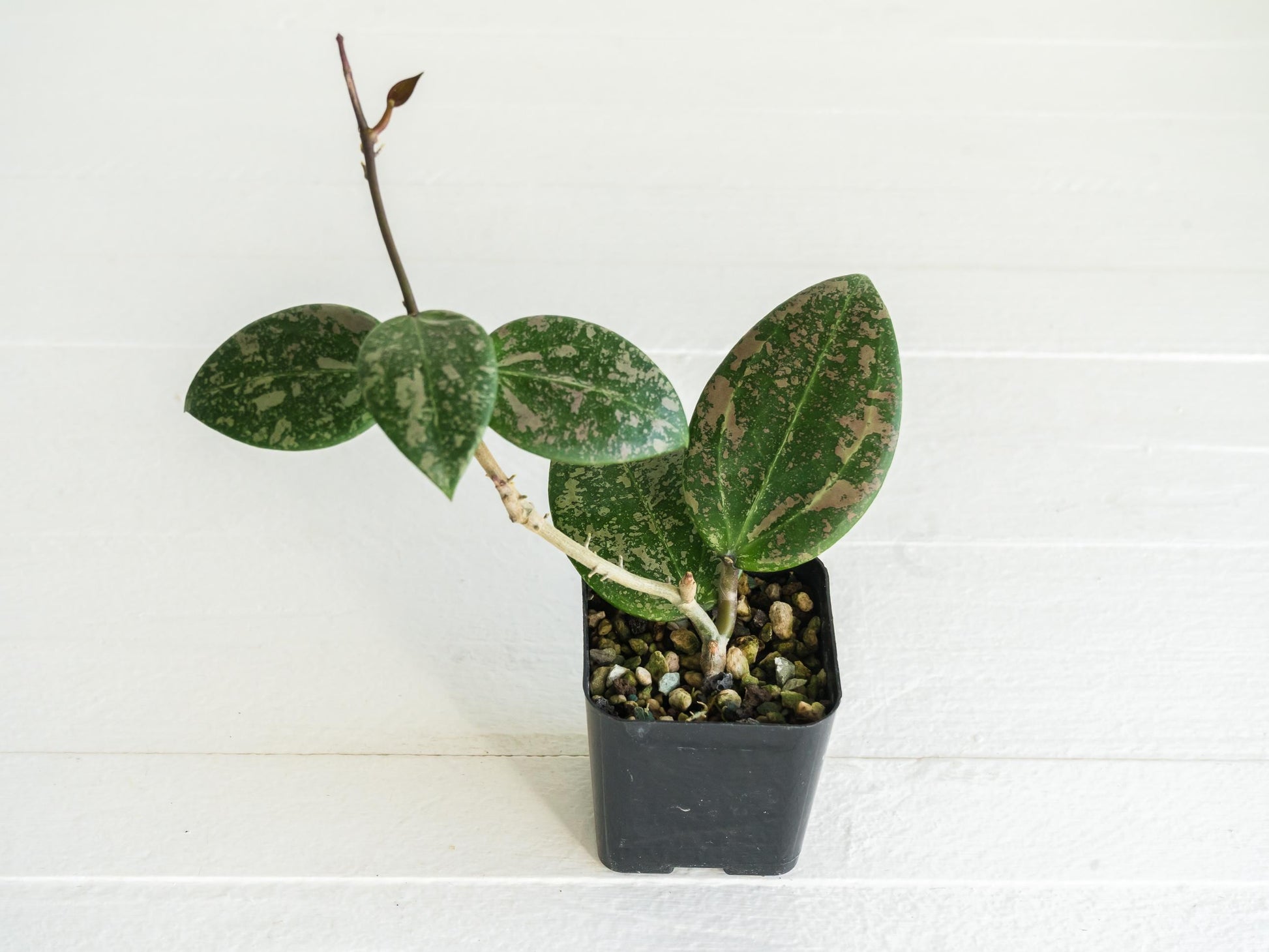 Hoya 'Wibergiae Round Leaf' (DMW-001-C) [verticillata (ex. wibergiea) x unknown] | 2-Inch