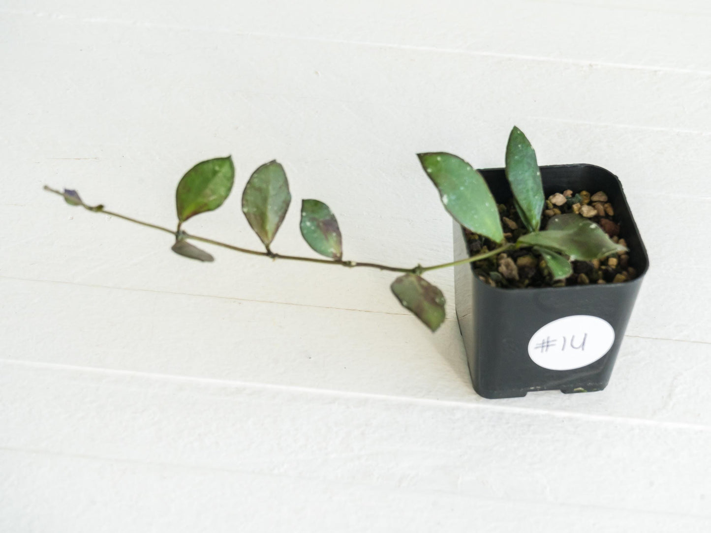 Hoya borneo (Small Leaf) | 2-Inch