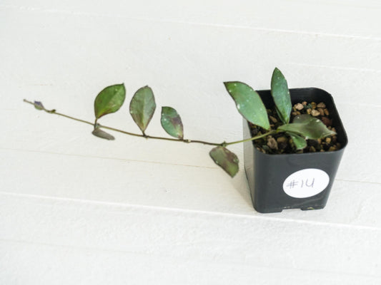 Hoya borneo (Small Leaf) | 2-Inch