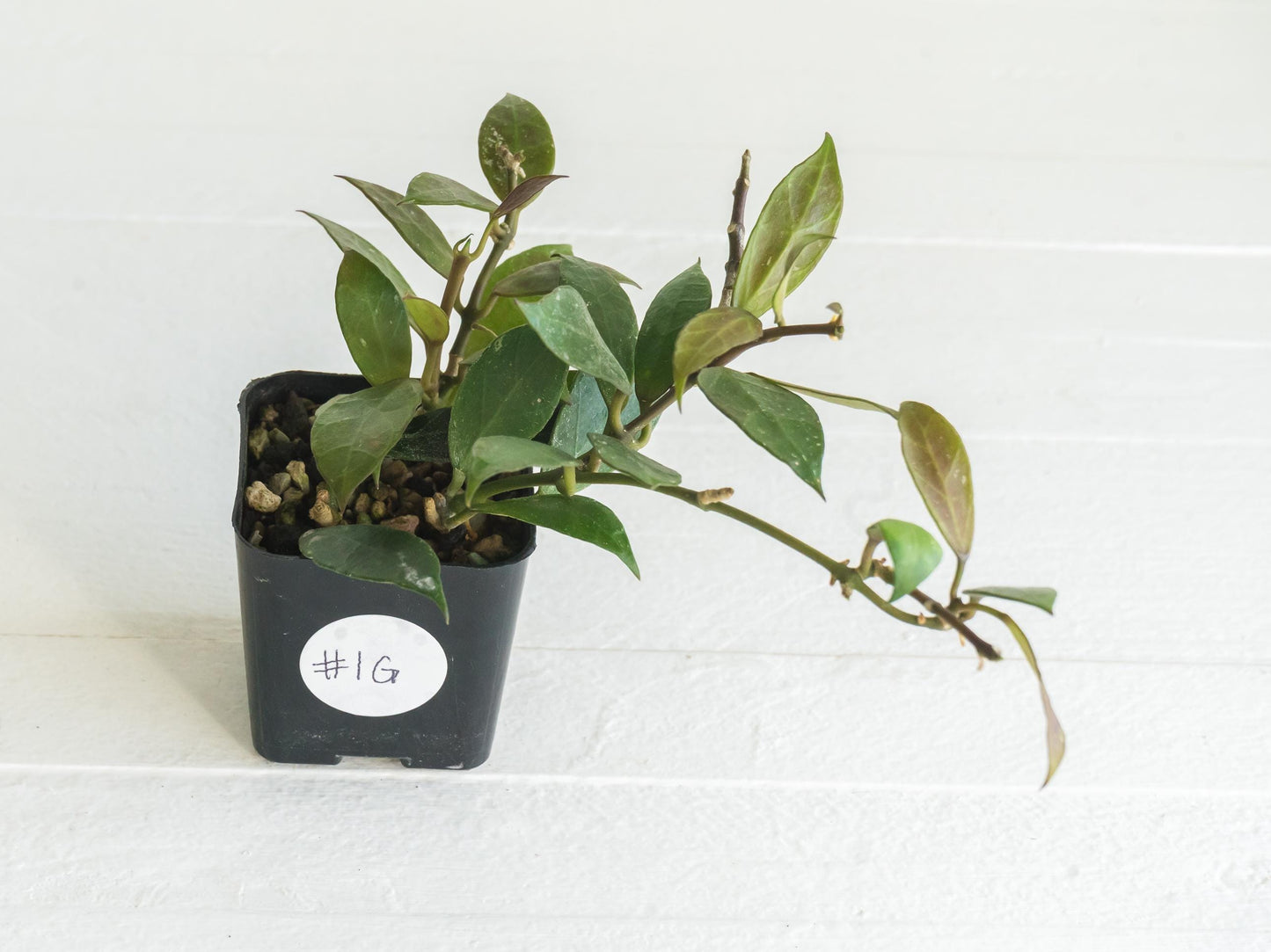 Hoya 'Rebecca' | 2-Inch