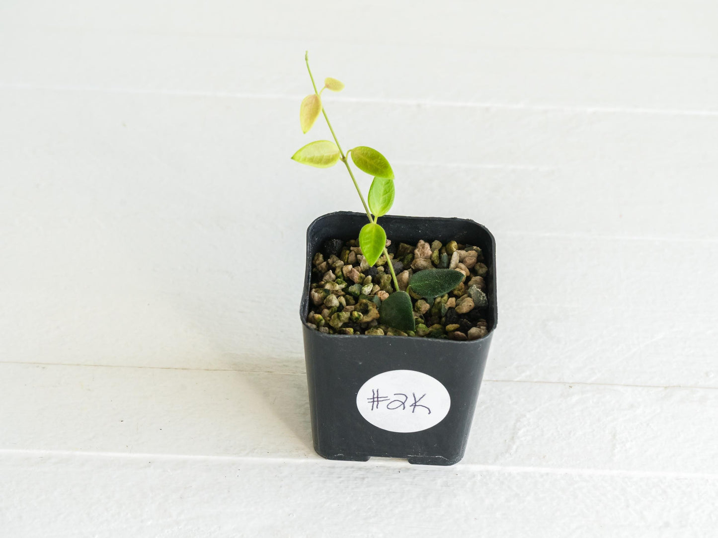 Hoya pulleana IM-02 | 2-Inch