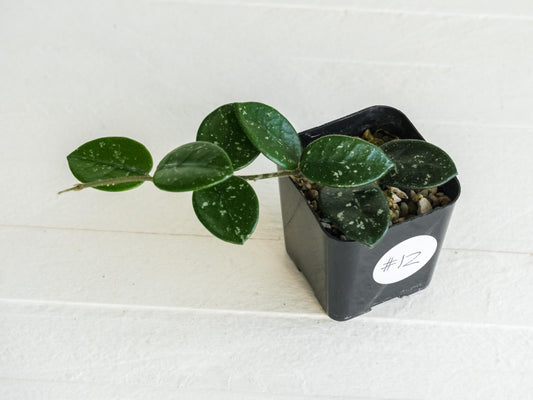 Hoya 'Mathilde' | 2-Inch