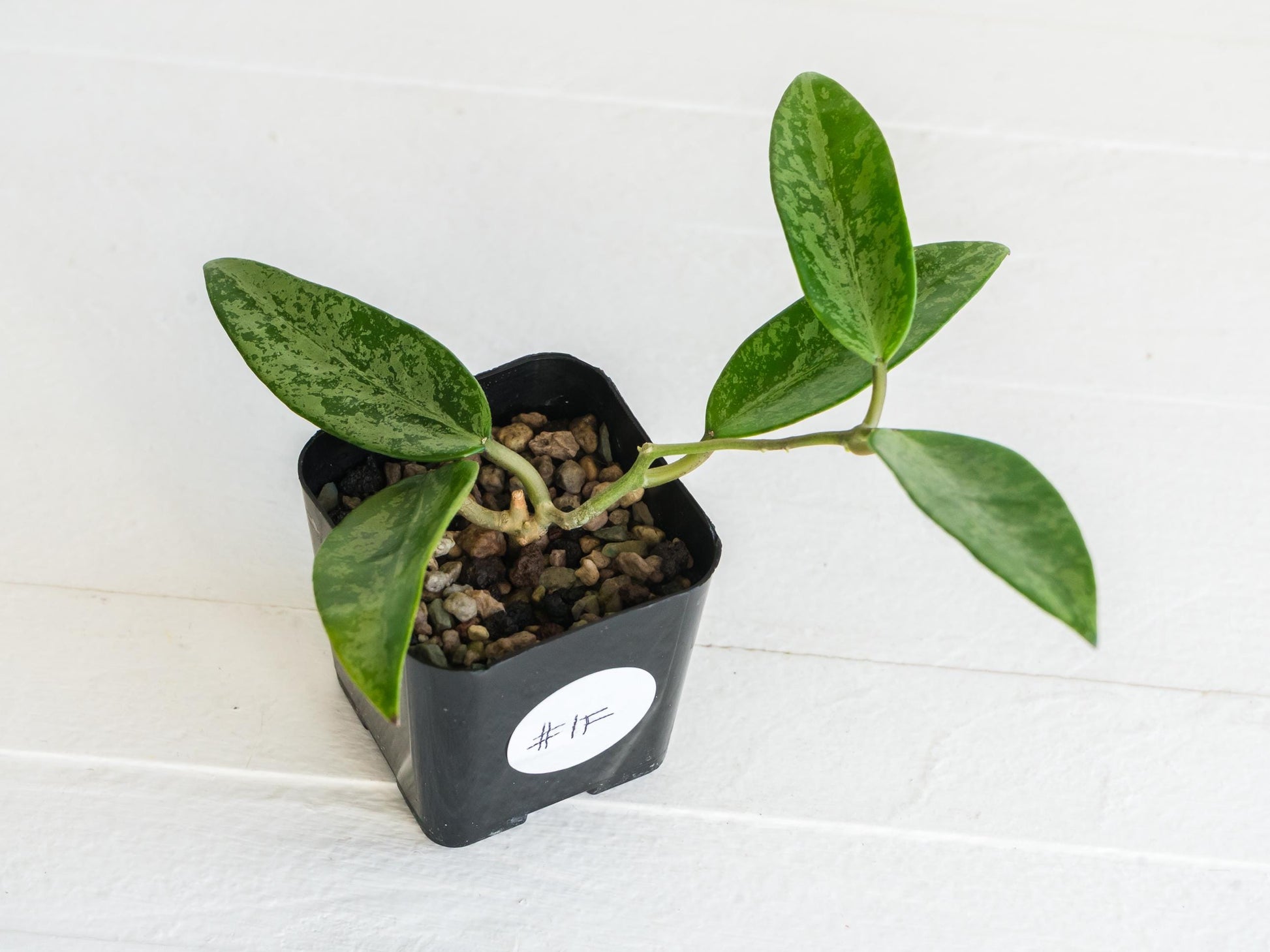 Hoya 'Rime' (Splash) | 2-Inch