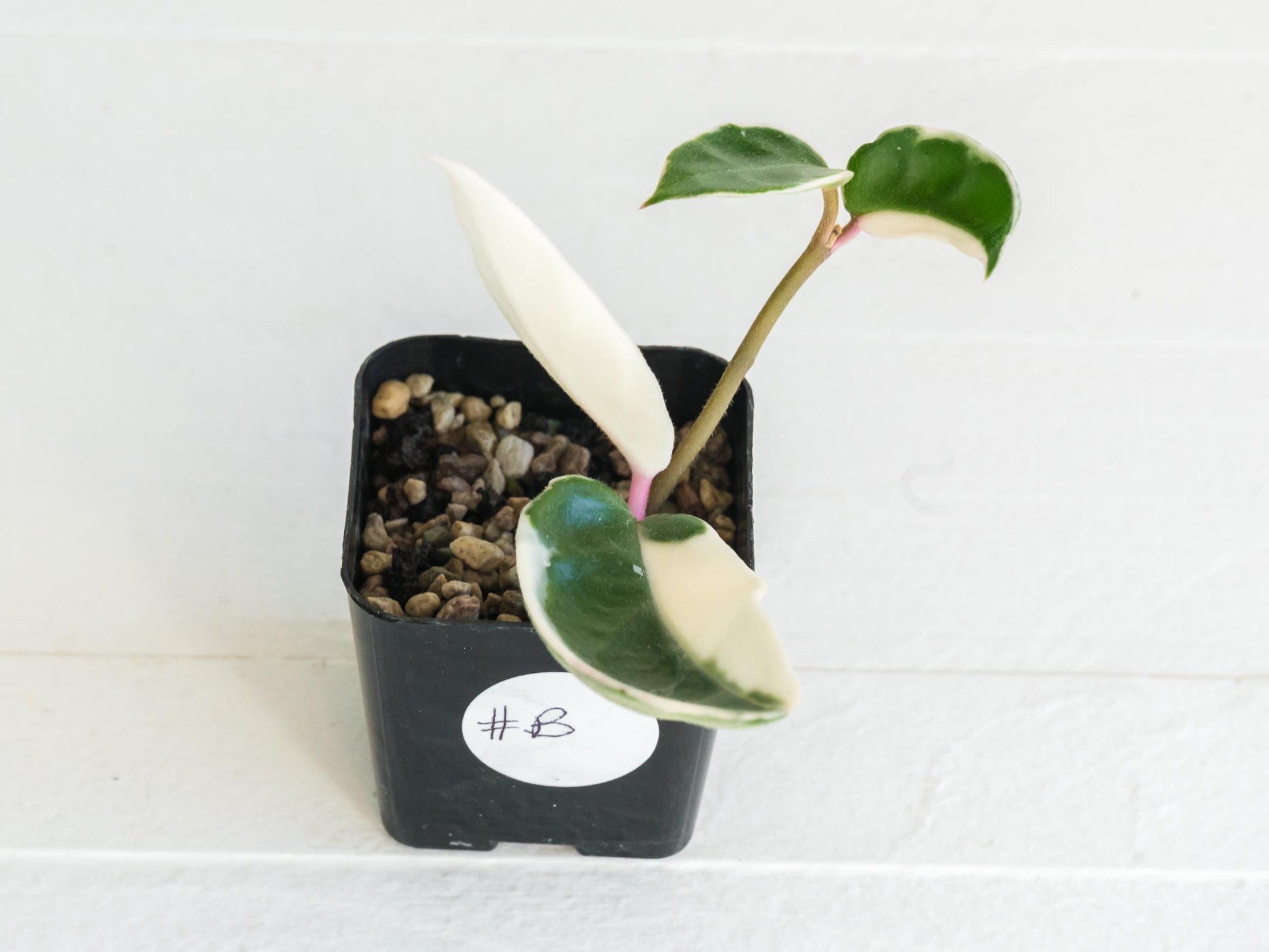 Hoya carnosa 'Tricolor' KRIMSON QUEEN | 2-Inch