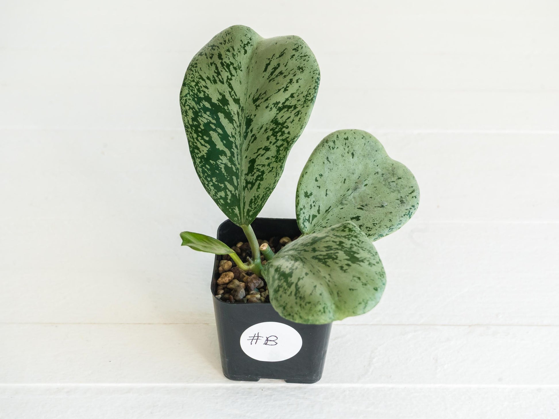 Hoya chiang dao (Silver) | 2-Inch