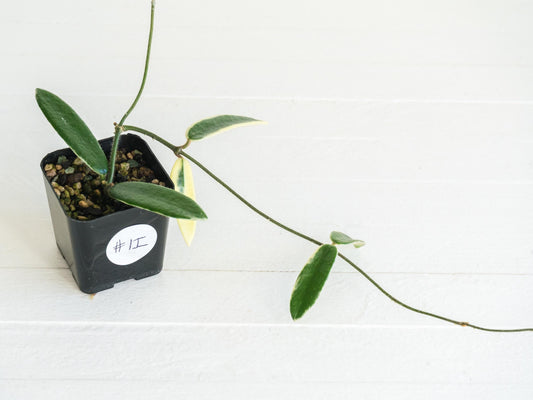 Hoya lyi 'Prism' (Pink Flower) | 2-Inch