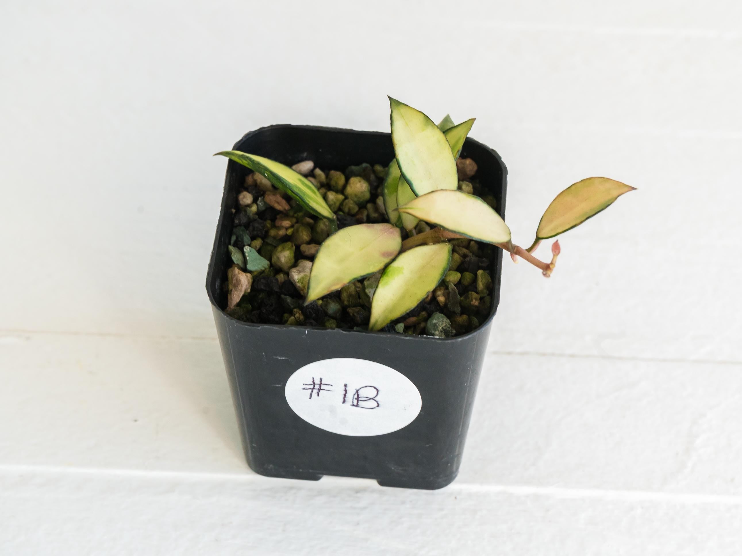 Hoya lacunosa 'Souma' | 2-Inch – Hoya Treasures