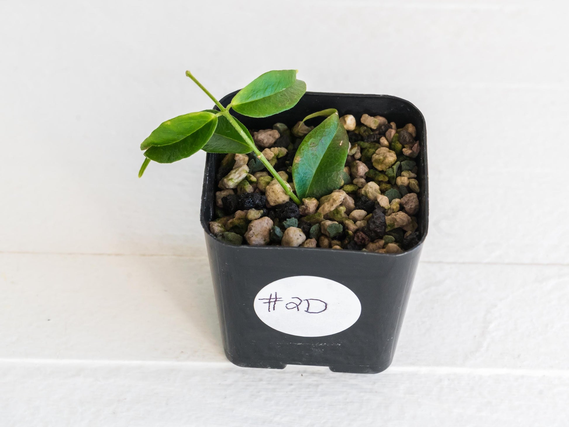 Hoya leucantha | 2-Inch