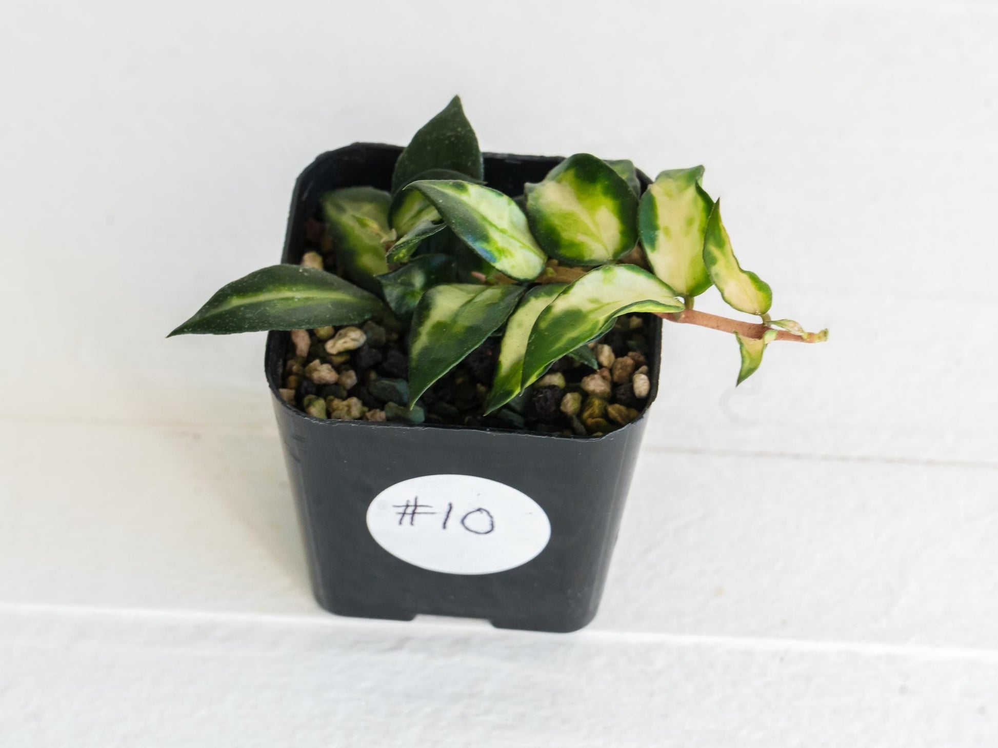 Hoya lacunosa 'Tricolor Bruno' | 2-Inch