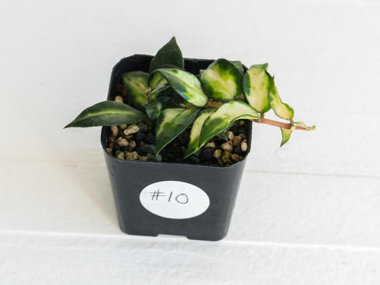 Hoya lacunosa 'Tricolor Bruno' | 2-Inch