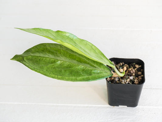 Hoya Germany (Silver) | 2-Inch