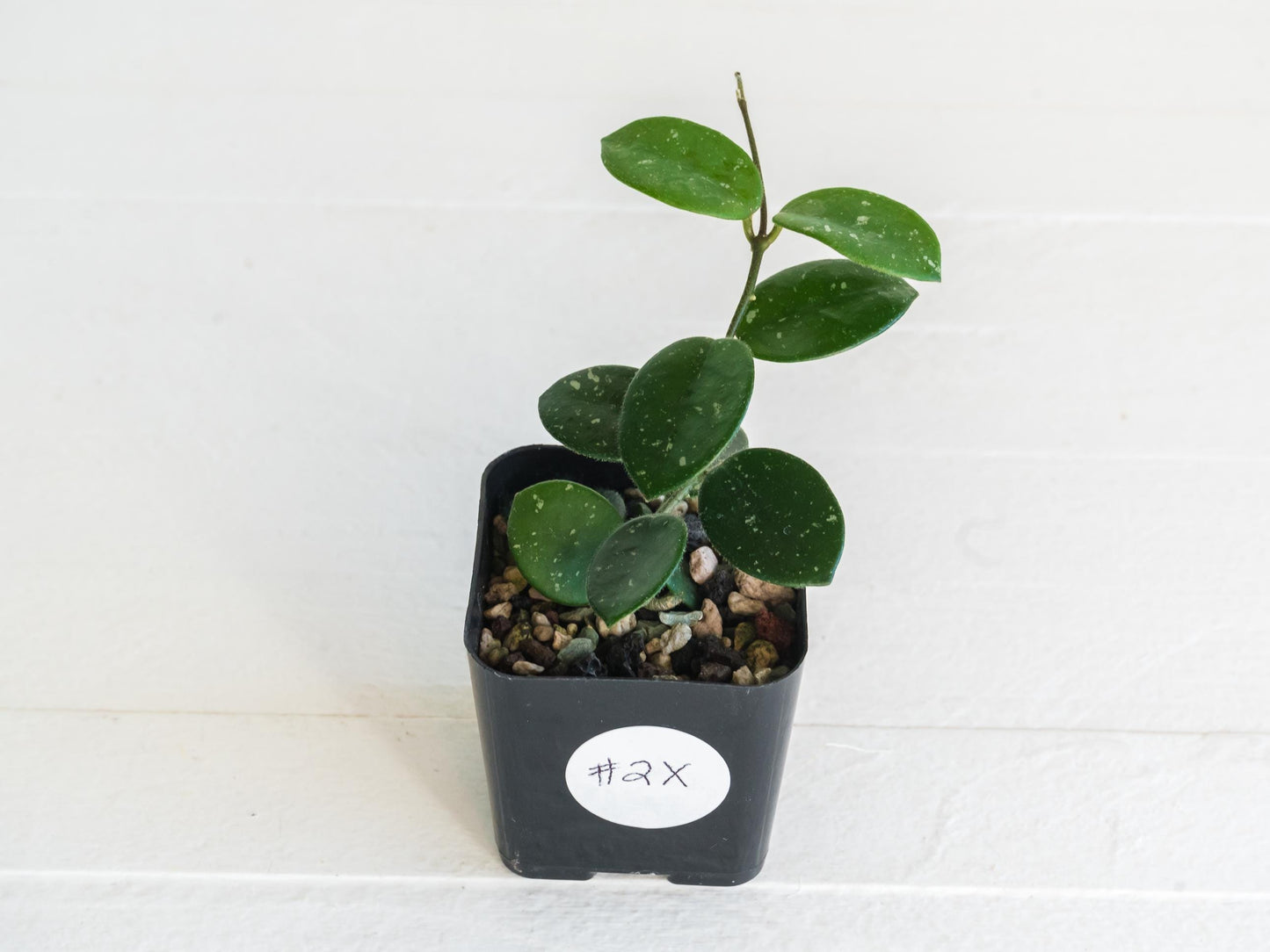 Hoya 'Mathilde' | 2-Inch