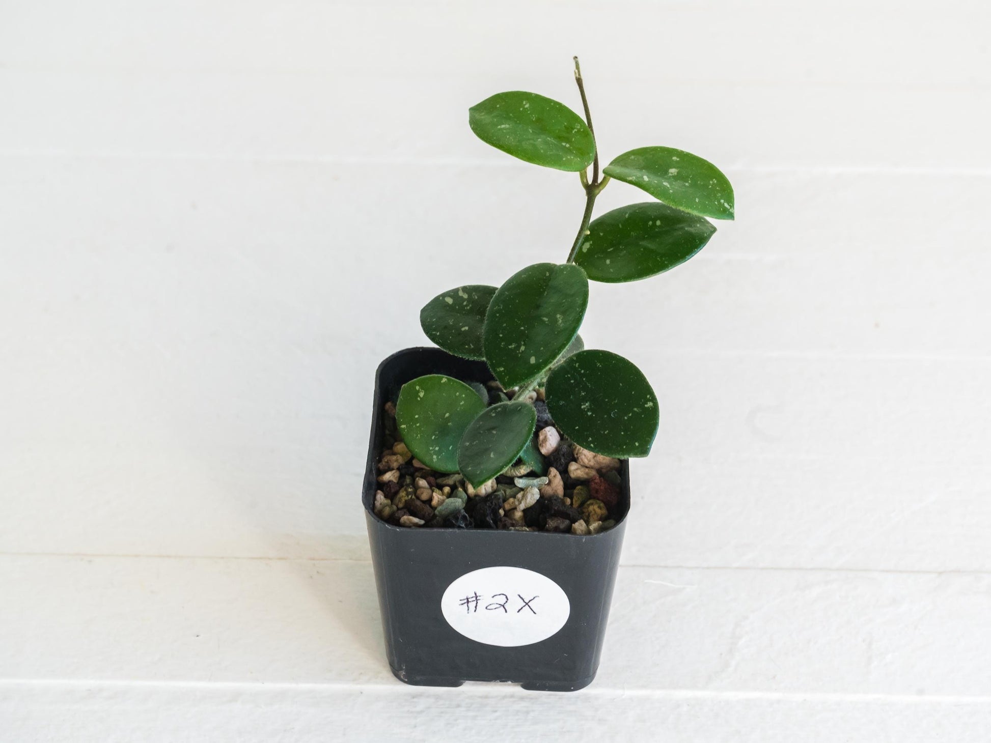 Hoya 'Mathilde' | 2-Inch