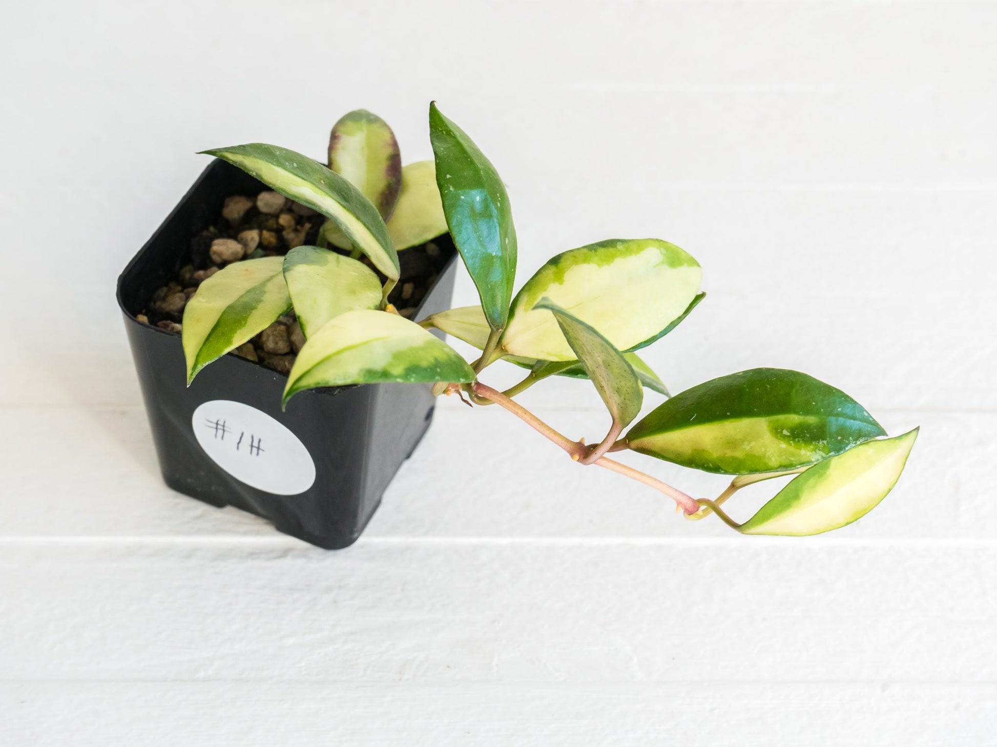 Hoya walliniana (Inner Variegated) | 2-Inch