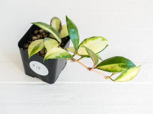 Hoya walliniana (Inner Variegated) | 2-Inch