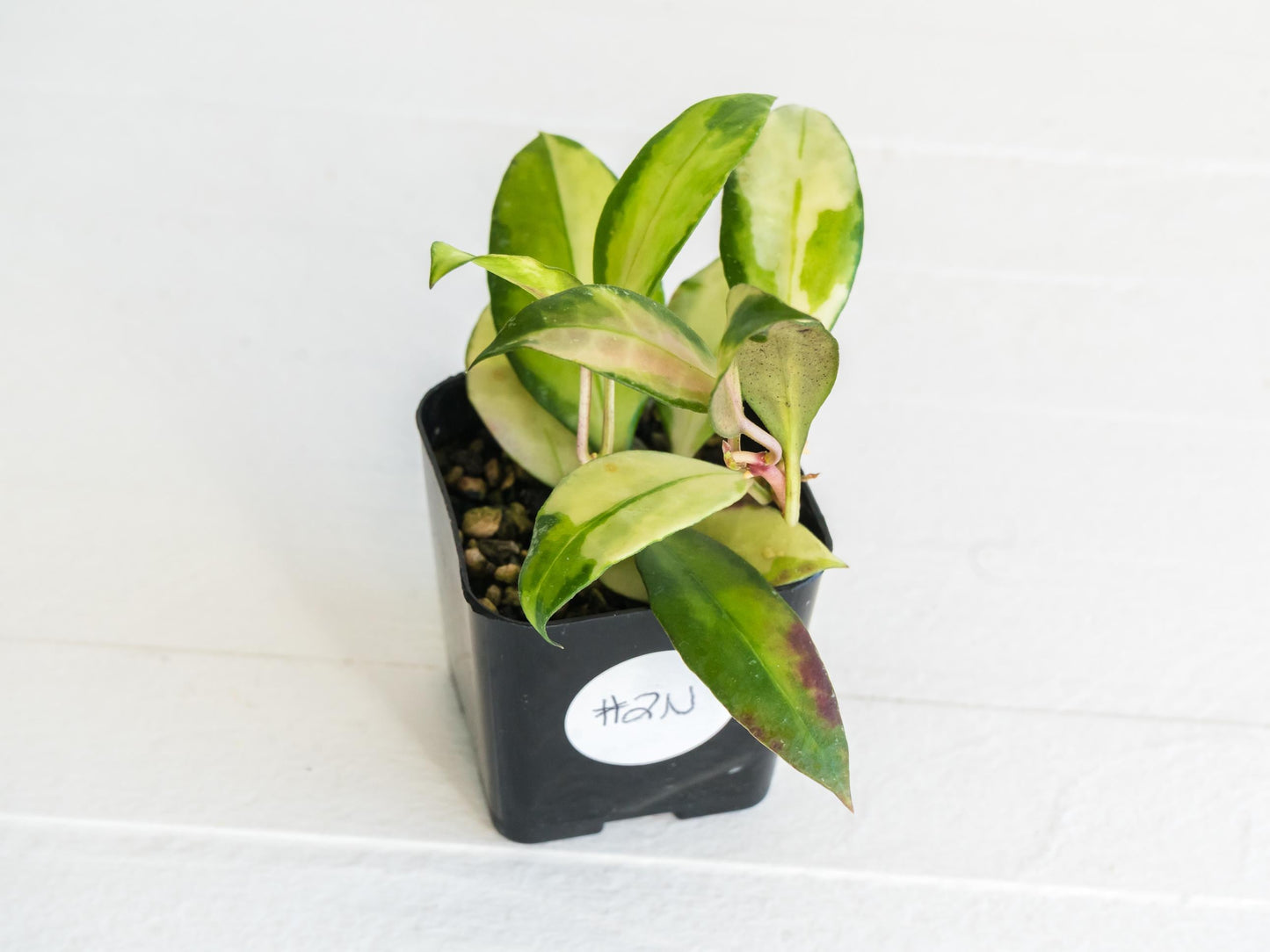 Hoya walliniana (Inner Variegated) | 2-Inch