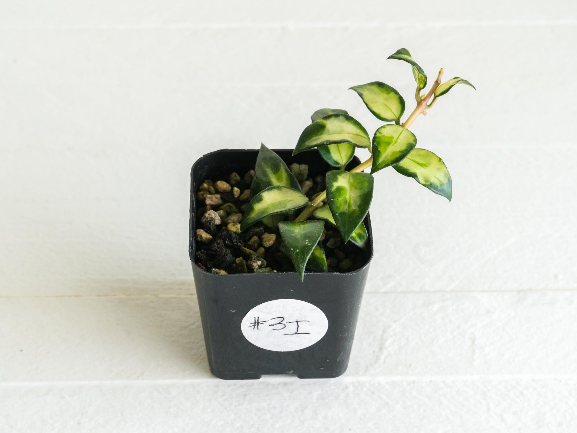 Hoya lacunosa 'Tricolor Bruno' | 2-Inch