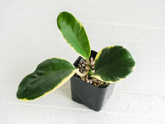 Hoya easo daklak | 2-Inch