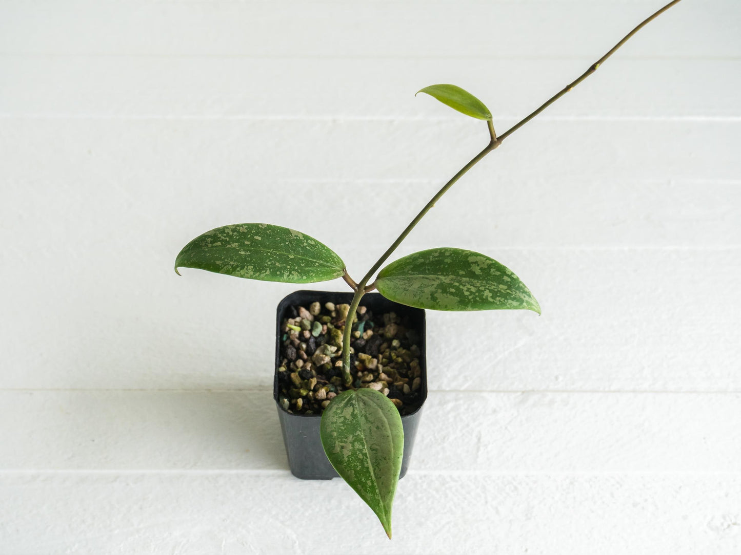 Hoya 'Strawberry Matcha' (UPT008) | 2-Inch