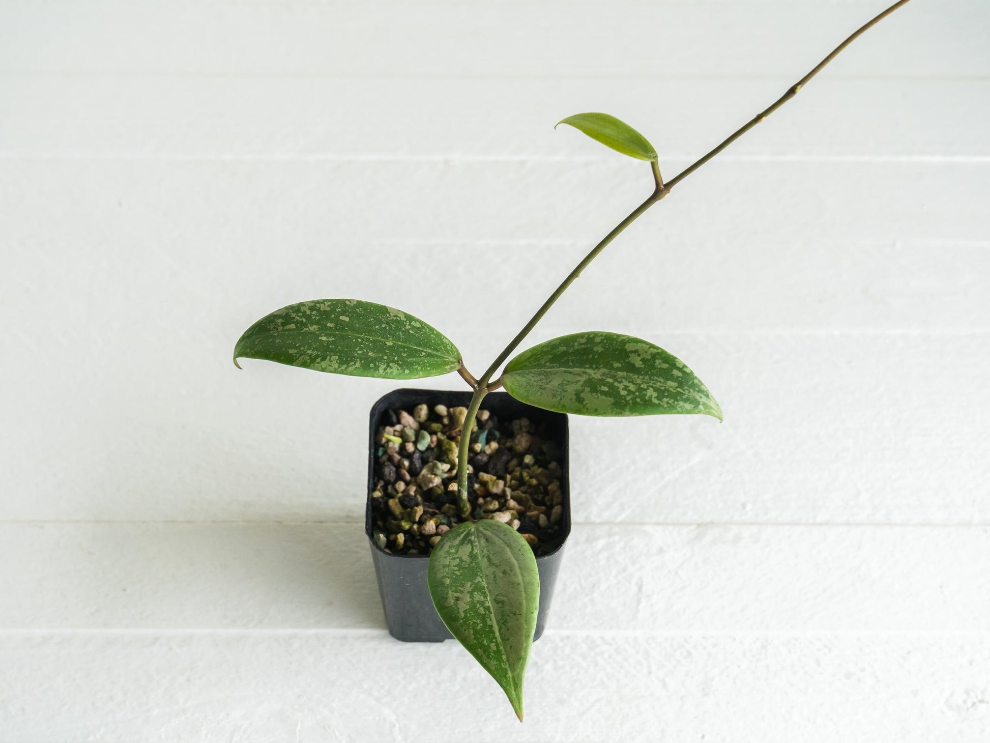 Hoya 'Strawberry Matcha' (UPT008) | 2-Inch