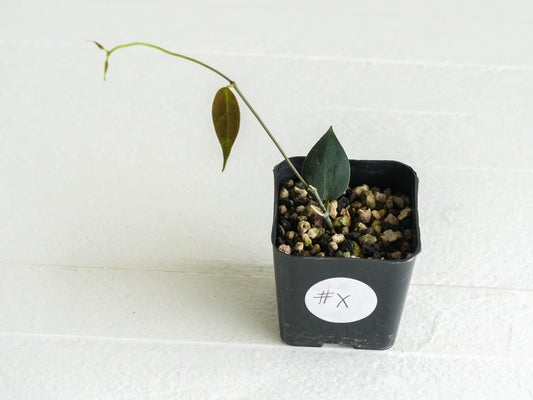 Hoya carrii (NS13-064) | 2-Inch